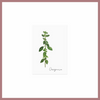 Postkarte "Oregano", Eulenschnitt